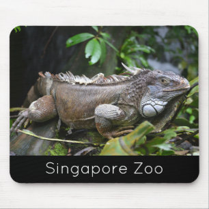 Tapis De Souris Regardez-moi Lizard Singapore Zoo