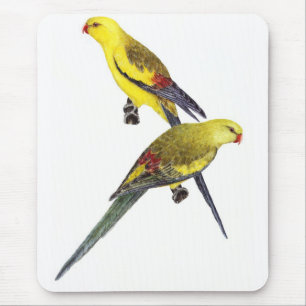 Tapis De Souris Regent Parrot Pair - Polytelis anthopeplus