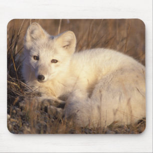Tapis De Souris renard arctique, Alopex lagopus