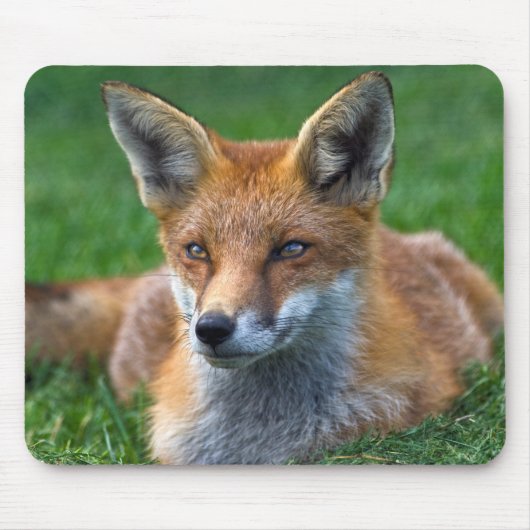 Tapis de souris Renard Rouge (Devant)