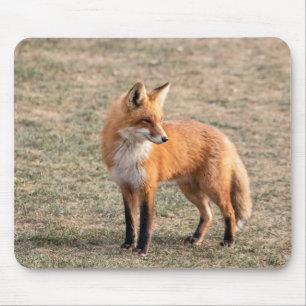 Tapis De Souris Renard rouge dans un champ