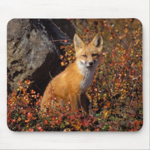 Tapis De Souris renard rouge, Vulpes vulpes, en couleurs automnale