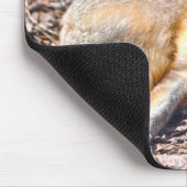 Tapis De Souris Renard roux se reposant dans la faune de la Sunshi (Coin)