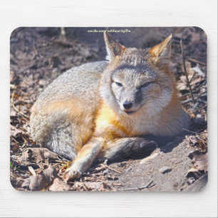 Tapis De Souris Renard roux se reposant dans la faune de la Sunshi