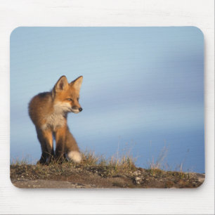 Tapis De Souris renard roux, Vulpes vulpes