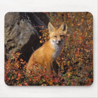 renard roux, Vulpes vulpes, en couleurs d'automne