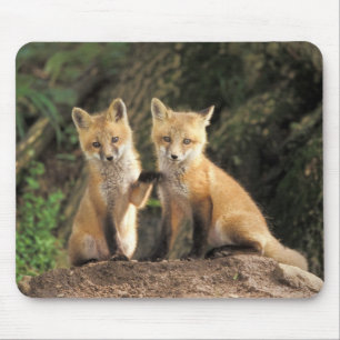 Tapis De Souris Renardeau renard roux devant terrier (Vulpes vulpe