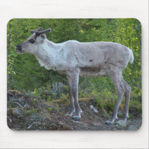 Tapis De Souris Rennes en Laponie