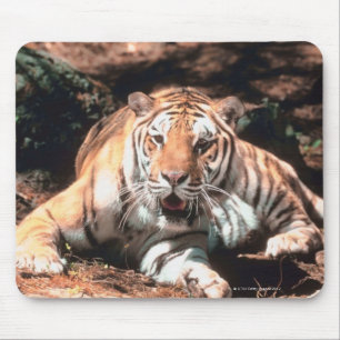 Tapis De Souris Repos de tigre