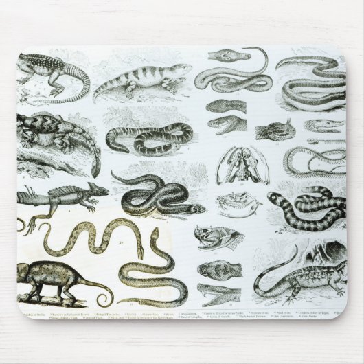 Tapis De Souris Reptiles, serpents et lézards (Devant)