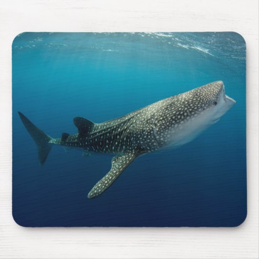 Tapis De Souris Requin Baleine Nageant (Devant)
