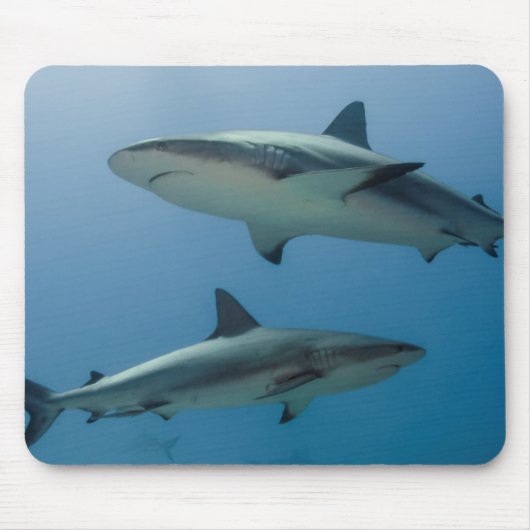 Tapis De Souris Requin de récif des Caraïbes (Devant)