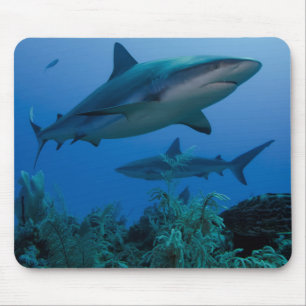 Tapis De Souris Requin des récifs des Caraïbes Jardines de la Rein