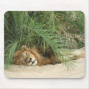 Tapis De Souris Réservation de Mala Mala, province de Mpumalanga,