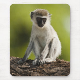Tapis De Souris Réserve de gibier de Samburu, Kenya, Vervet Monkey