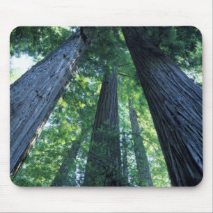 Tapis De Souris Réserve d'État de Montgomery Woods, Californie.