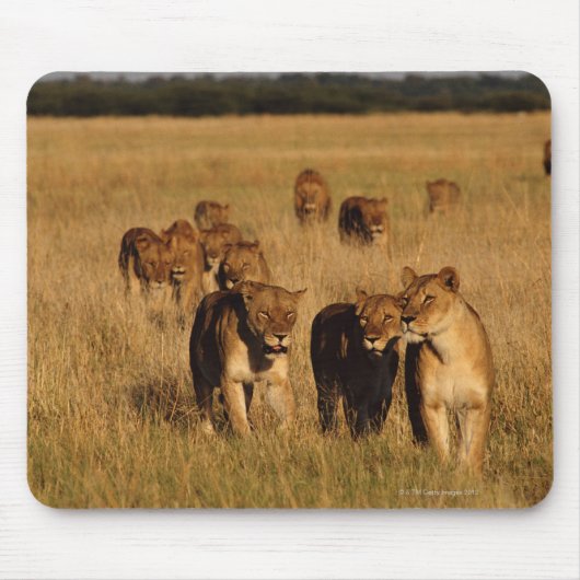 Tapis De Souris Réserve faunique de Moremi, Botswana (Devant)