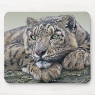 Tapis de souris Rêve de léopard
