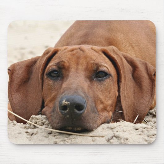 Tapis De Souris Rhodesian Ridgeback Muismat (Devant)