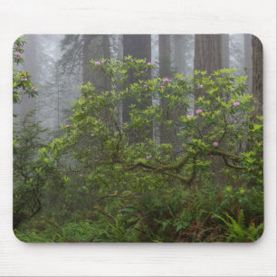 Tapis De Souris Rhododendron dans le parc national de Redwood en C