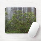 Tapis De Souris Rhododendron dans le parc national Redwood en Cali (Avec souris)