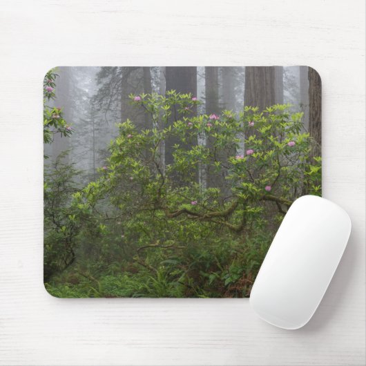 Tapis De Souris Rhododendron dans le parc national Redwood en Cali (Avec souris)