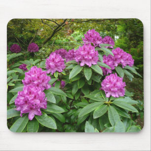 Tapis De Souris Rhododendron Ponticum