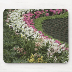 Tapis De Souris Rhododendron (Rhododendron catawbiense) Lande