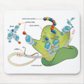 Tapis De Souris Ribosome mRNA tRNA molecules proteins Diagram  (Devant)