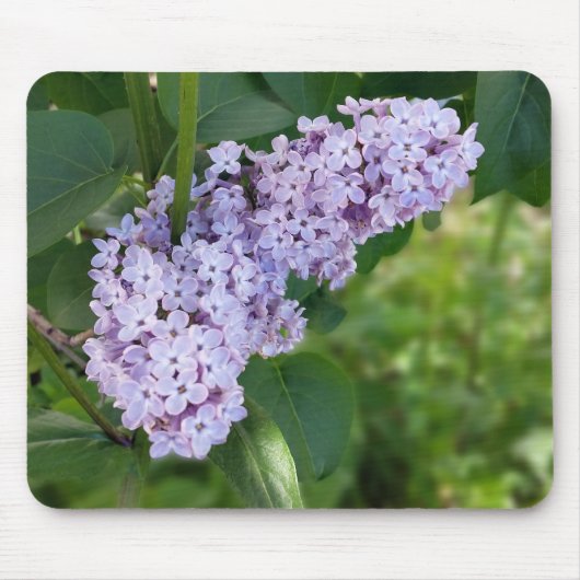 Tapis De Souris rideau lilas (Devant)