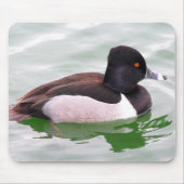 Tapis De Souris Ring Necked Duck (Devant)