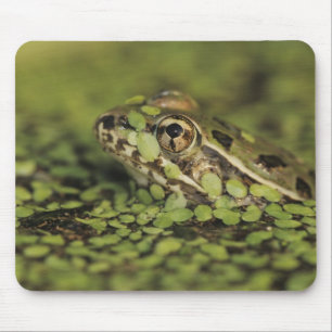 Tapis De Souris Rio Grande Leopard Frog, Rana berlandieri,