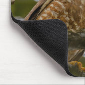 Tapis De Souris Roadside Hawk, Wildlife Avian Photography (Coin)