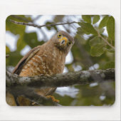 Tapis De Souris Roadside Hawk, Wildlife Avian Photography (Devant)