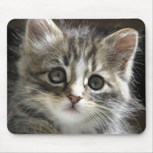 Tapis De Souris Rocheux le chaton Mousepad