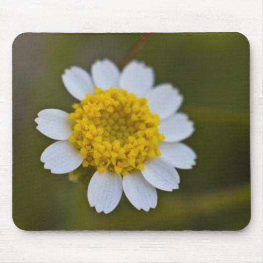 Tapis De Souris Rock Daisy Mousepad (Devant)
