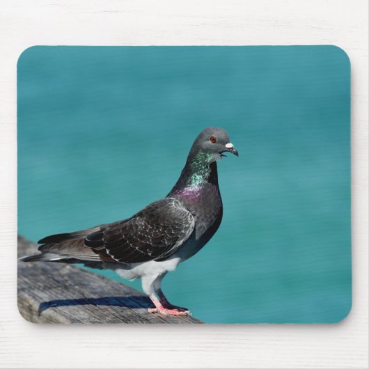 Tapis De Souris Rock Pigeon (Devant)