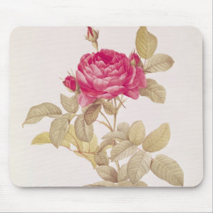 Tapis De Souris Rosa Gallica Pontiana, des 'roses de Les