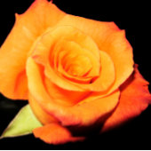 Tapis De Souris Rose orange clair