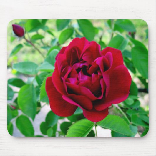 Tapis De Souris Rose rouge avec le bourgeon (Devant)