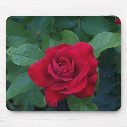 Tapis De Souris Rose rouge proche (Devant)