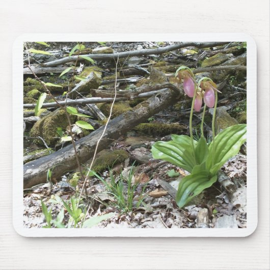 Tapis De Souris Rose Slipper orchid (Devant)