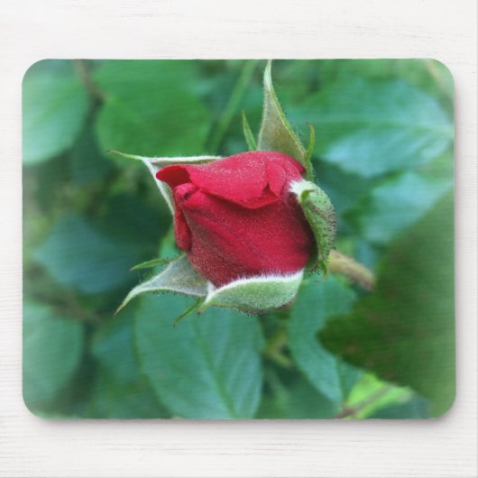 Tapis De Souris rosebud rouge (Devant)