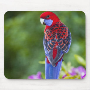 Tapis De Souris Rosella cramoisi et contexte des orchidées
