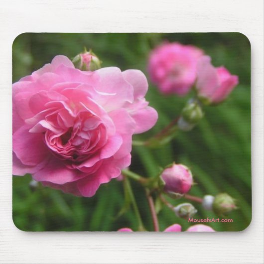 Tapis De Souris Roses roses mousepad (Devant)