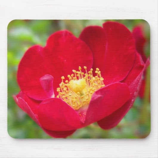 Tapis De Souris Roses Rouges Mousepad (Devant)