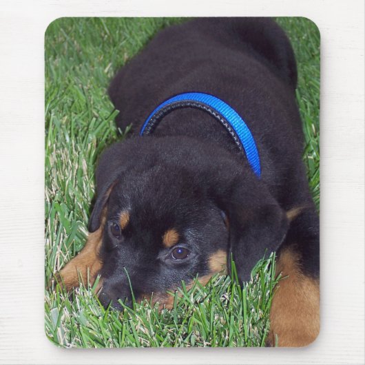 Tapis De Souris rottweiler pus. (Devant)