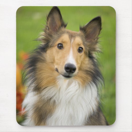 Tapis De Souris Rough Collie, chien (Devant)