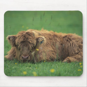 Tapis De Souris Royaume-Uni, Écosse. Veau des Highlands