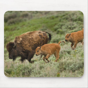 Tapis De Souris Ruée de vallée de Lamar mini